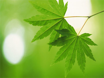 中越东兴自驾游攻略(东兴自驾游全攻略探索中越边境精彩之旅)-咯哈哈
